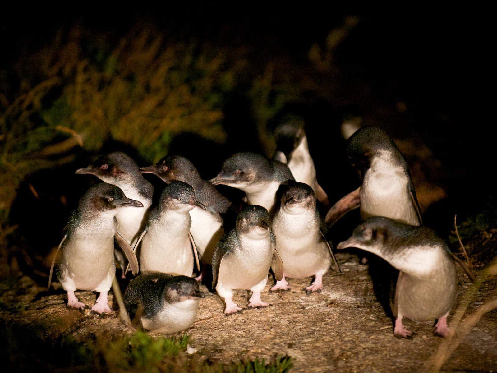 Little Penguin Observation Centre (Image Credit: Discover Tasmania)