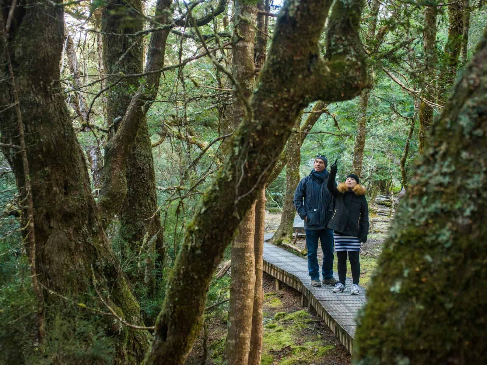 Enchanted Walk (Image Credit: Discover Tasmania)