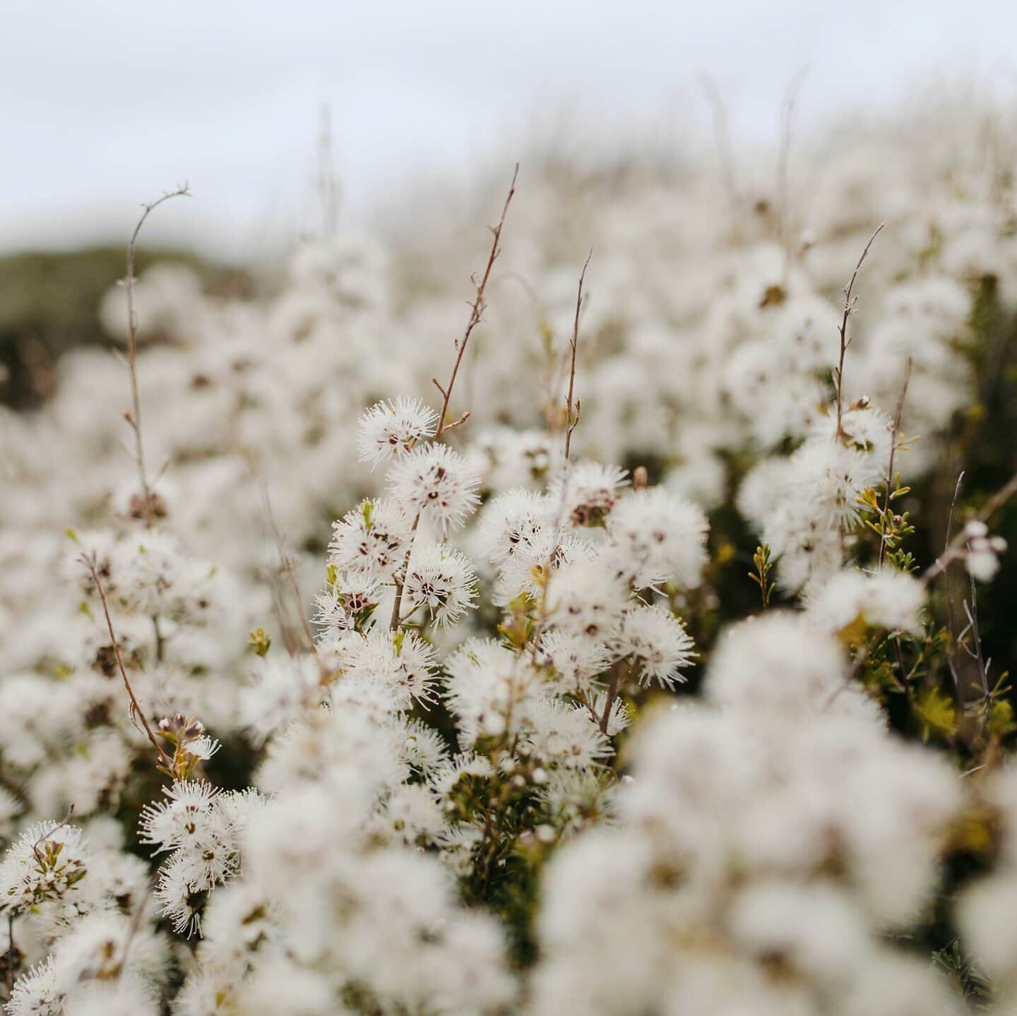 Wildflowers in Freycinet Peninsula 