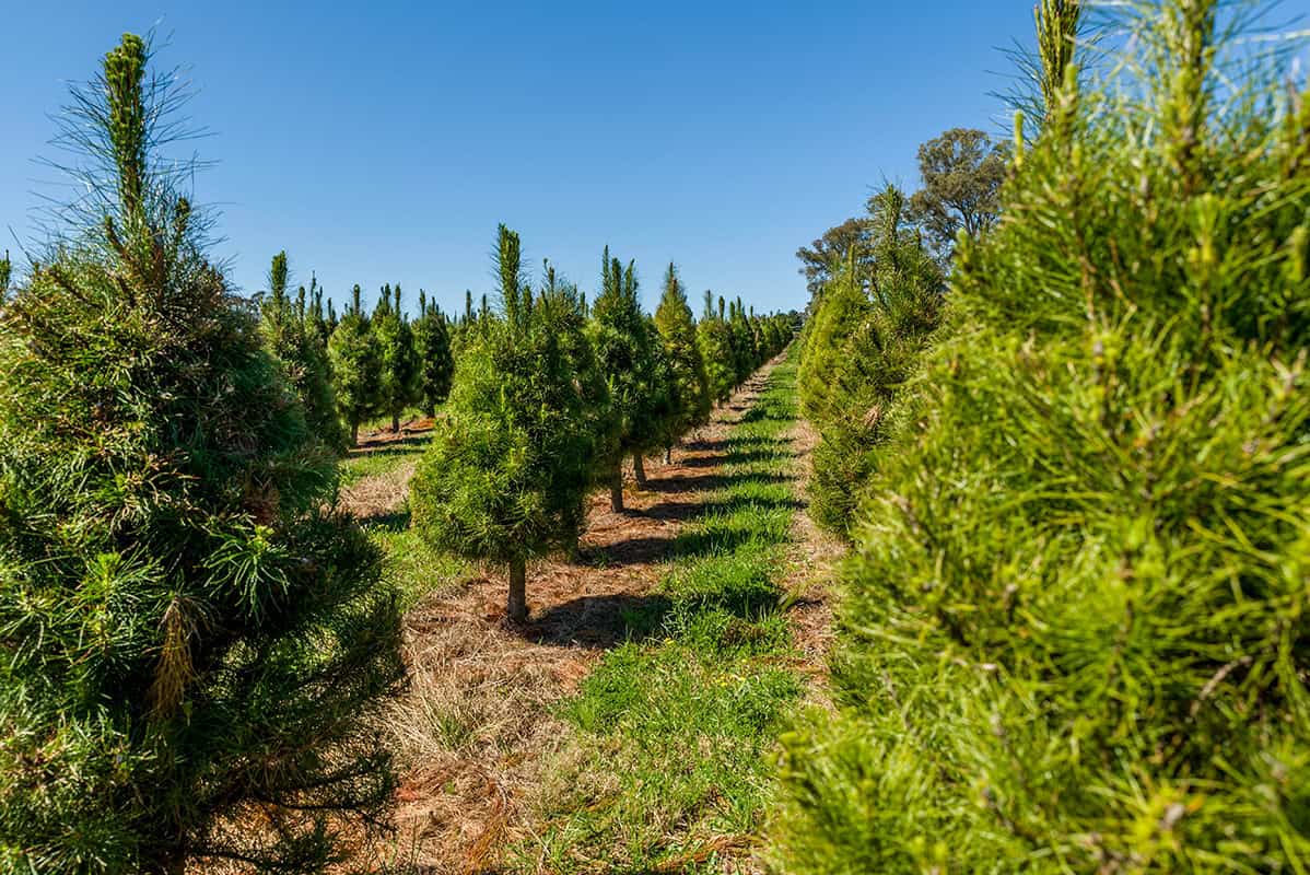 Willy's Christmas Tree Farm