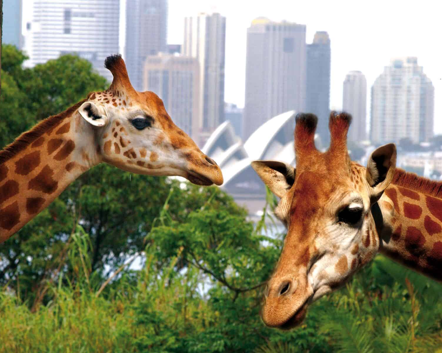 Taronga Zoo 