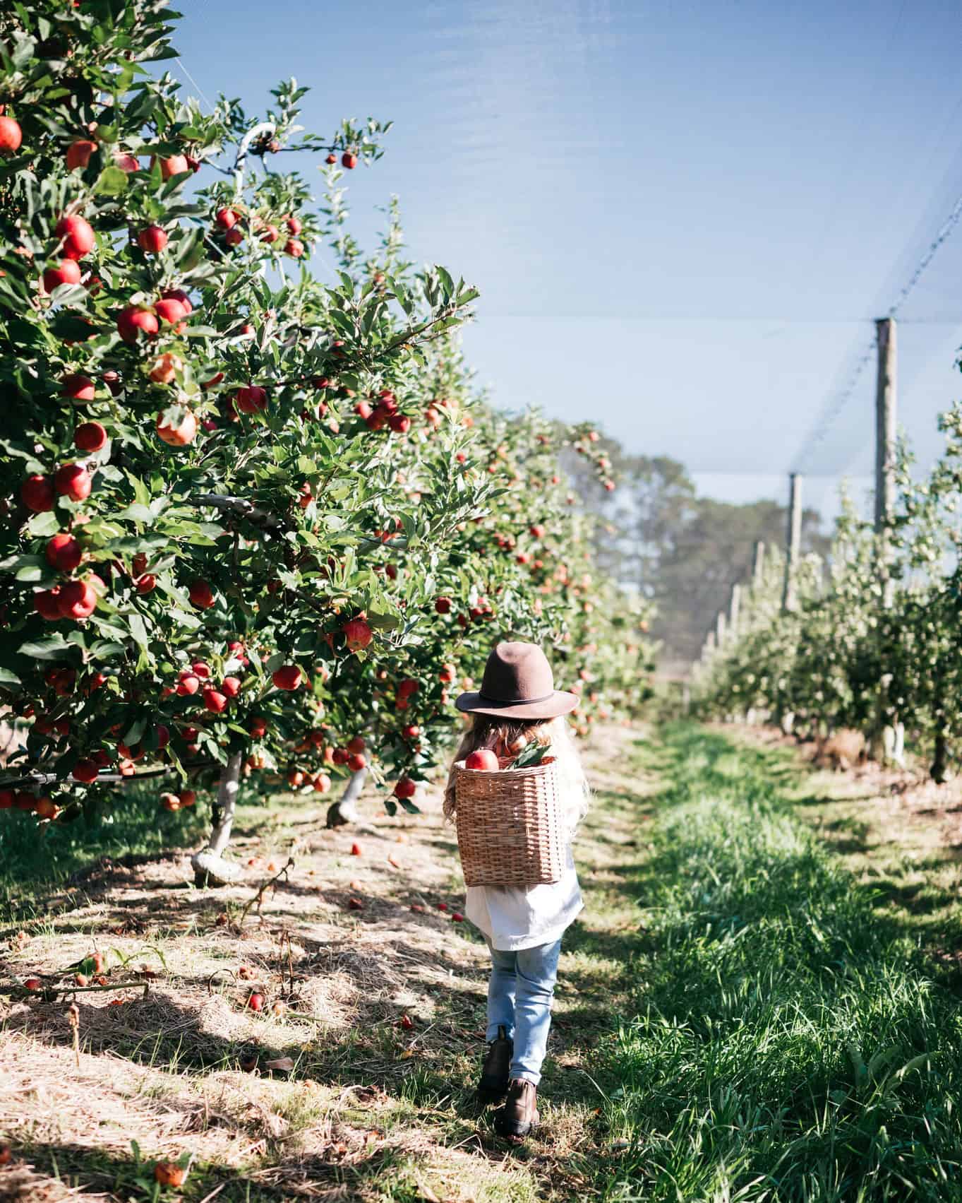 Glenbernie Orchard (Image Credit: Sasha Faint Photography)