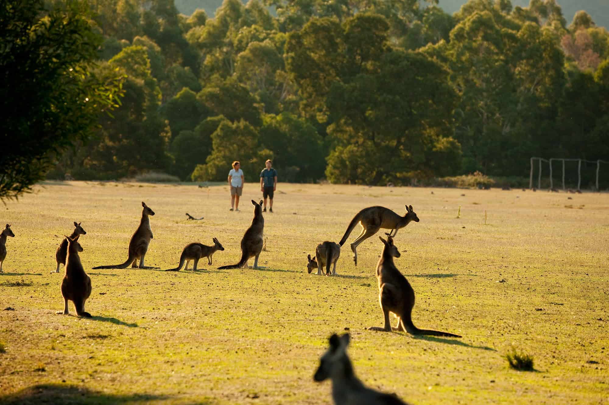 Halls Gap Lakeside Tourist Park (Image Credit: Visit Grampians)