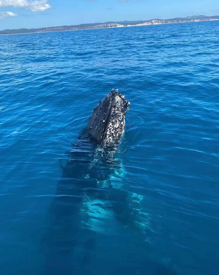 Hervey Bay Dive Centre