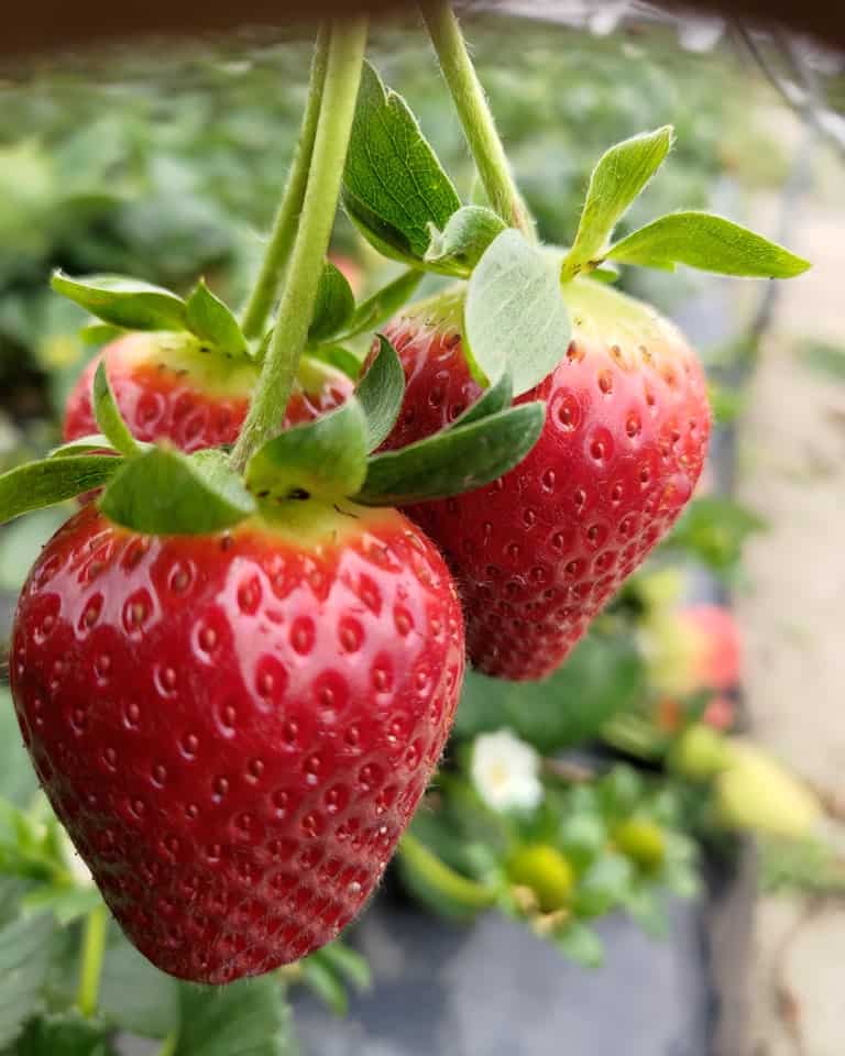 Hoang Le's Strawberries 