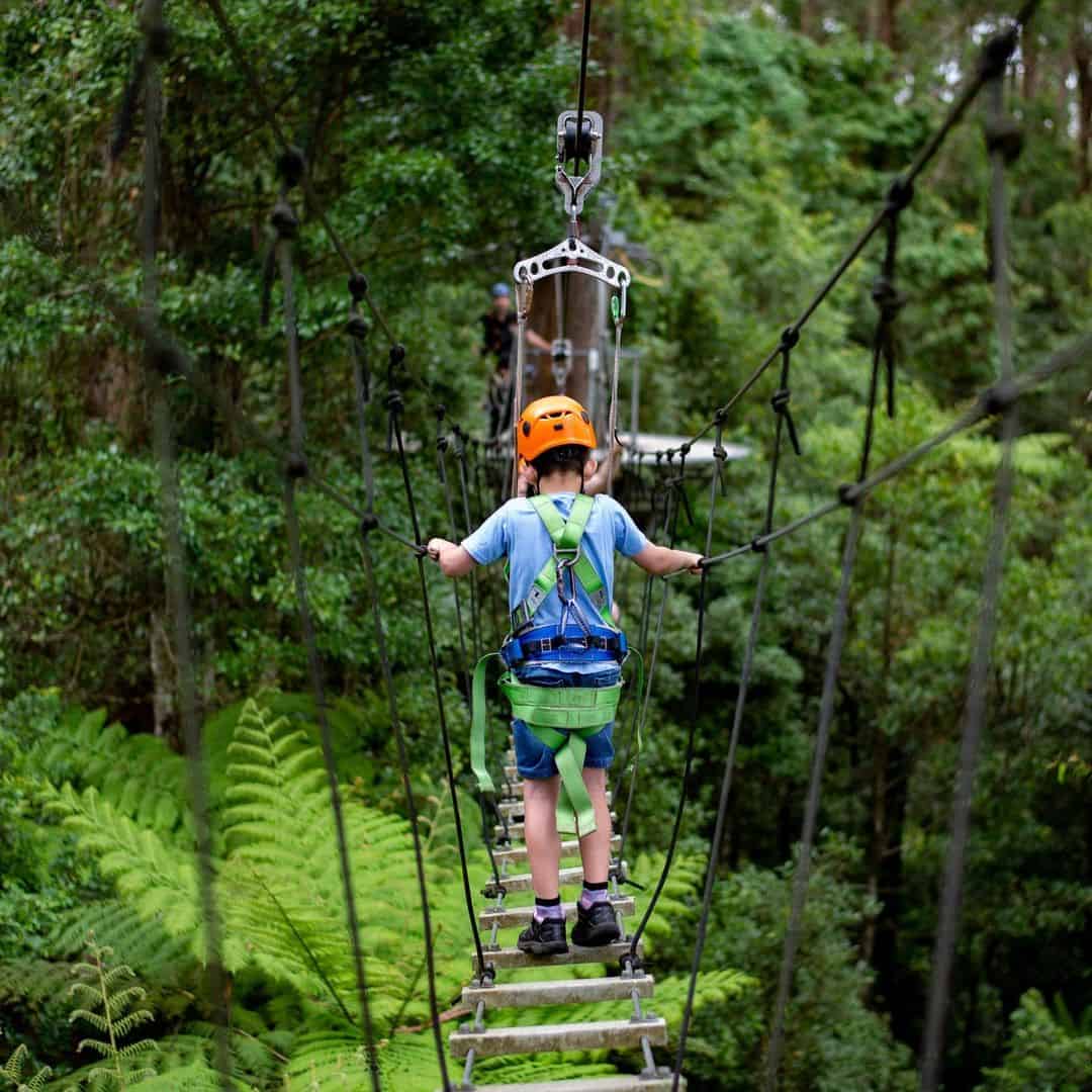 Illawarra Fly Treetop Adventures