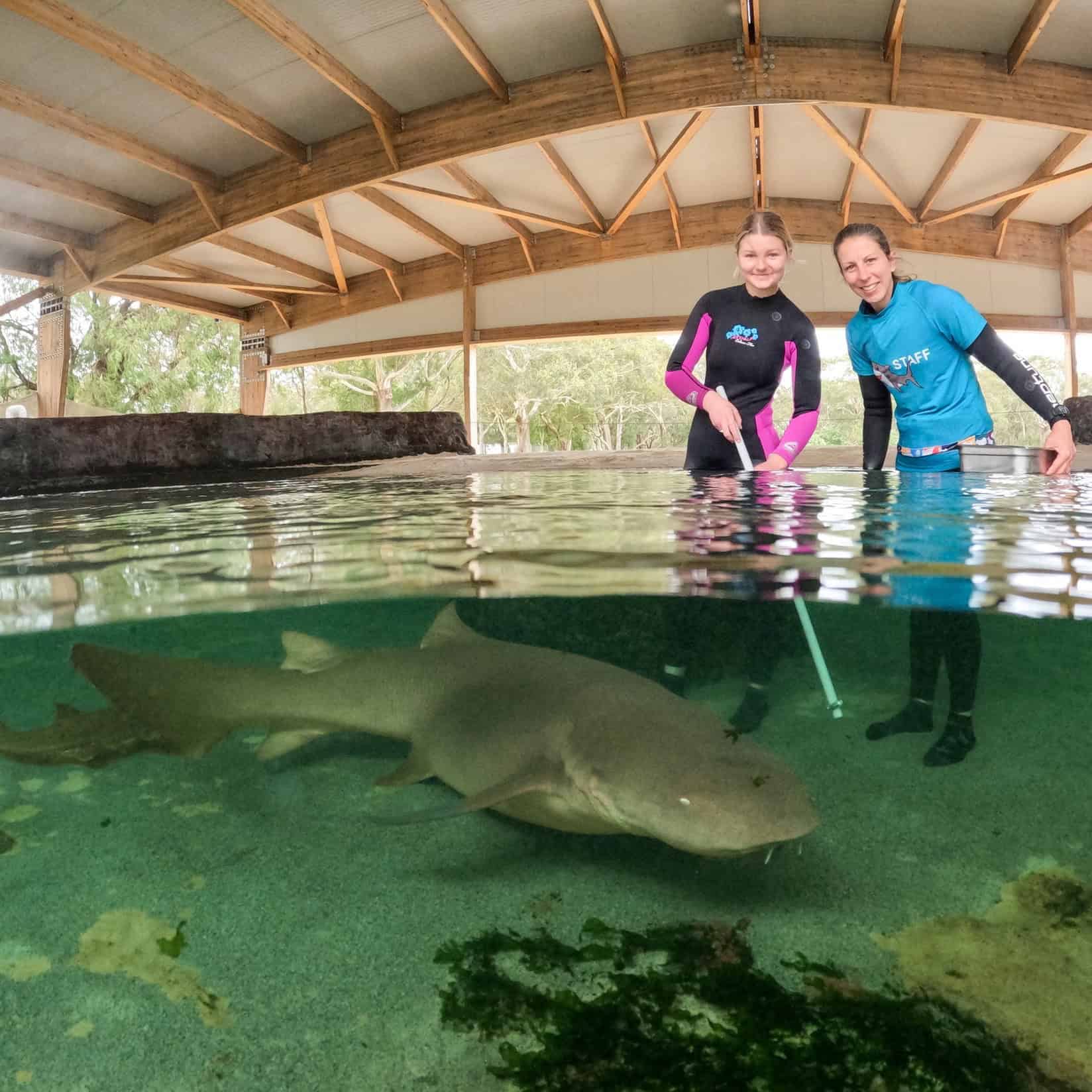 Irukandji Shark & Ray Encounters 