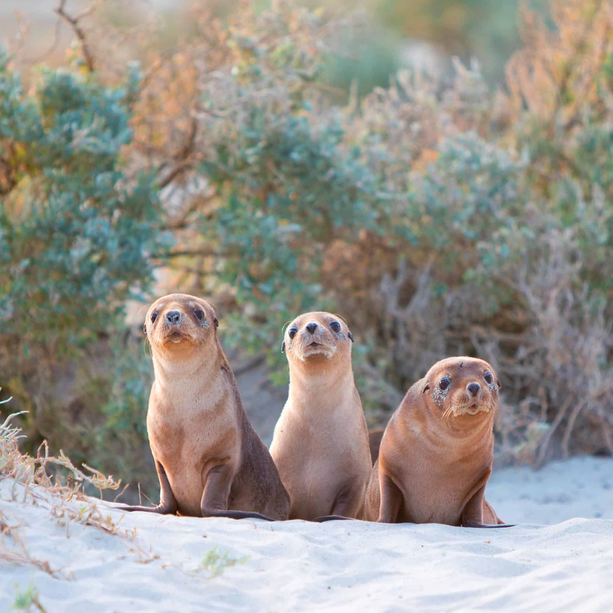 Seal Bay (Image Credit: Chris Bay)