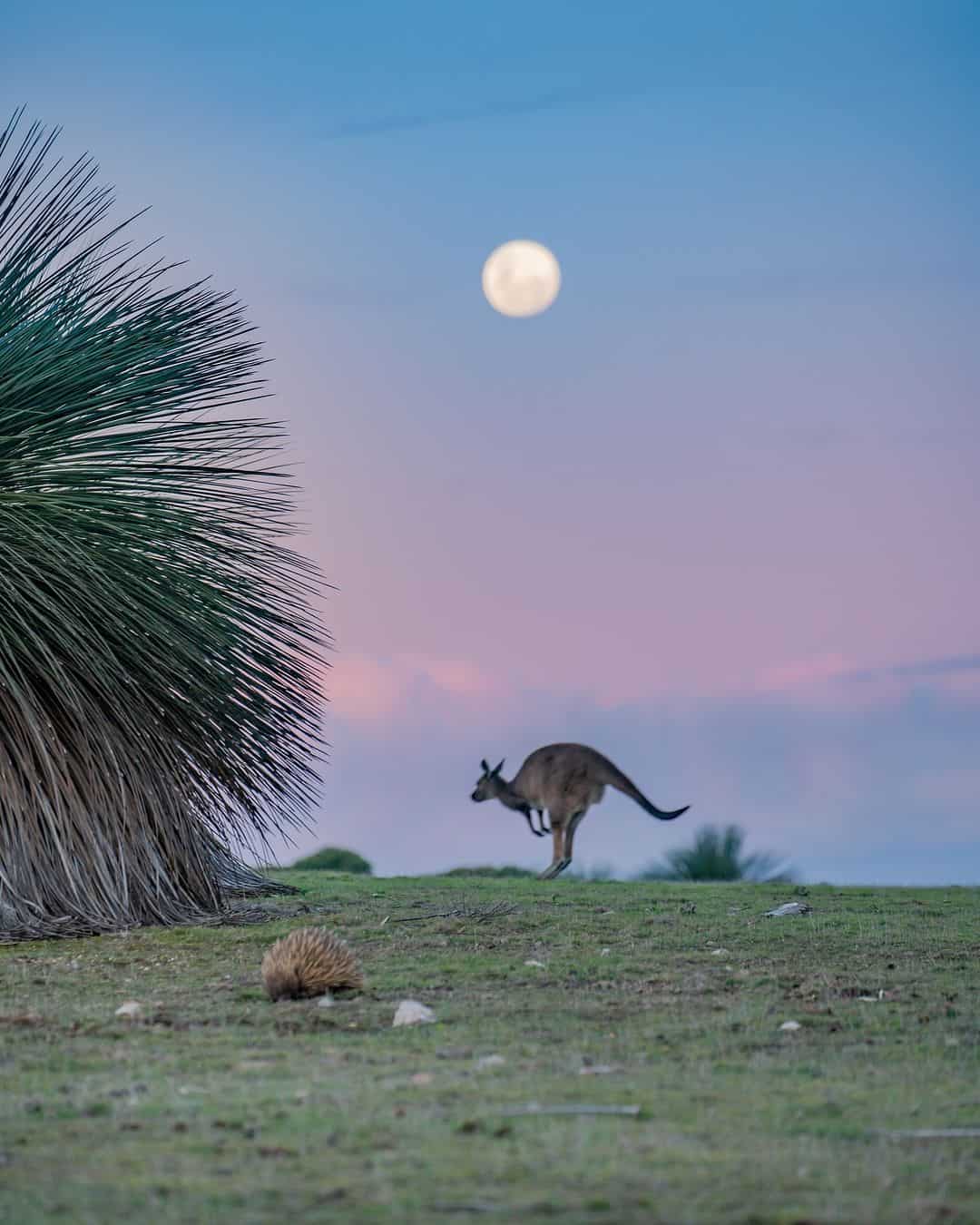 Kangaroo Island (Image Credit: @stirling_west)