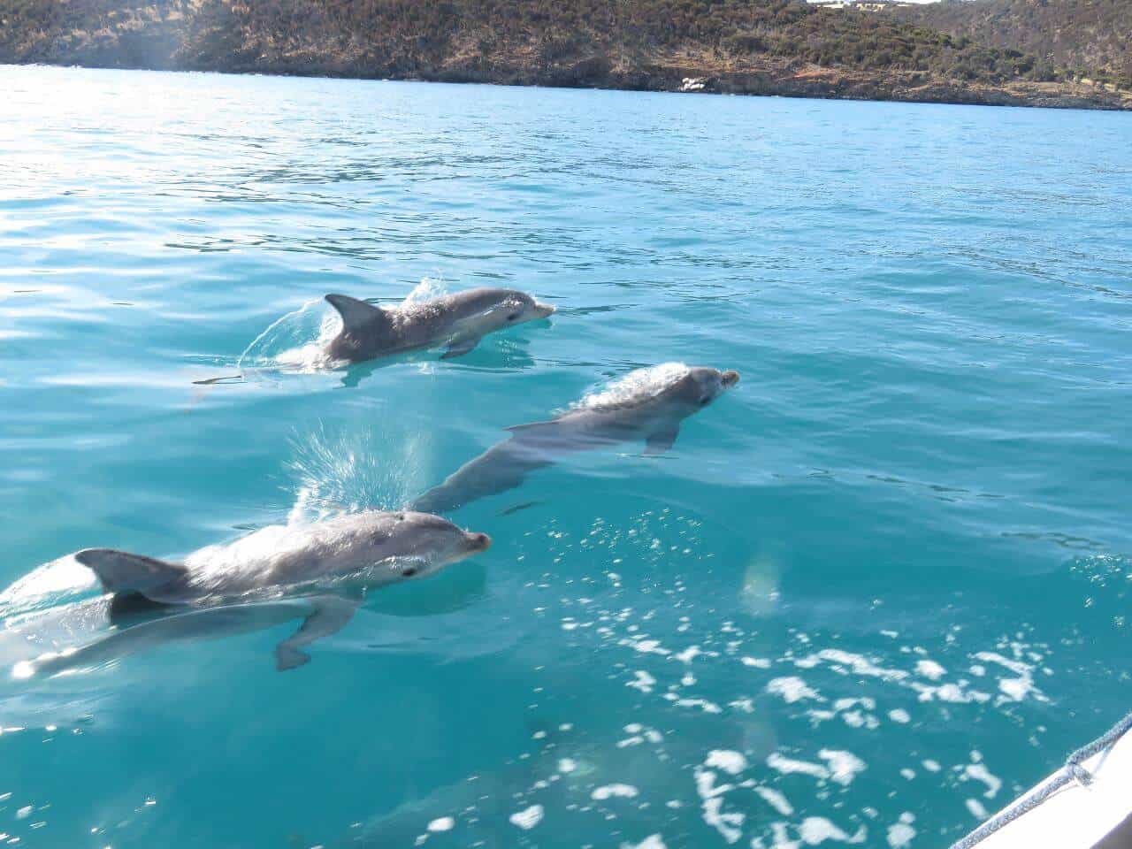 Kangaroo Island Ocean Safari. Image credit: GetPass