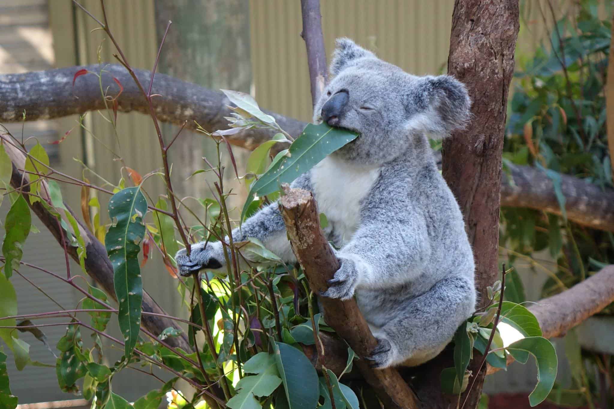 Daisy Hill Koala Centre