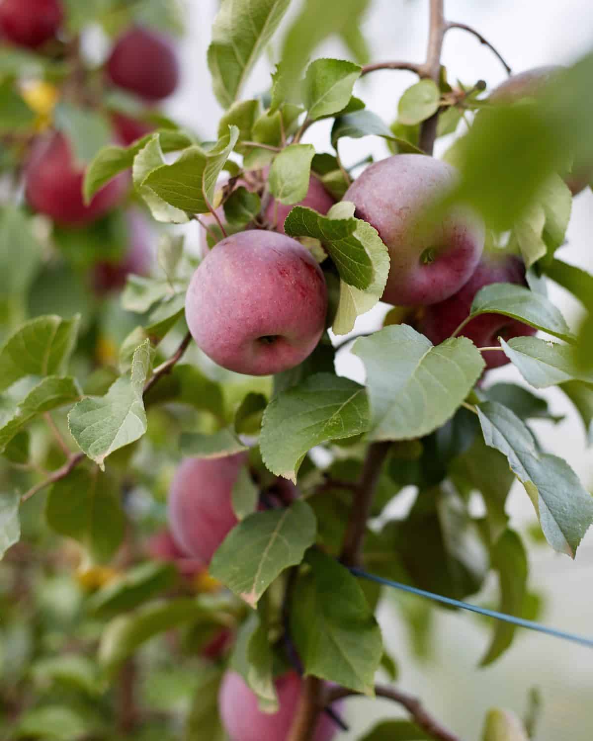 Logan Brae Orchard 