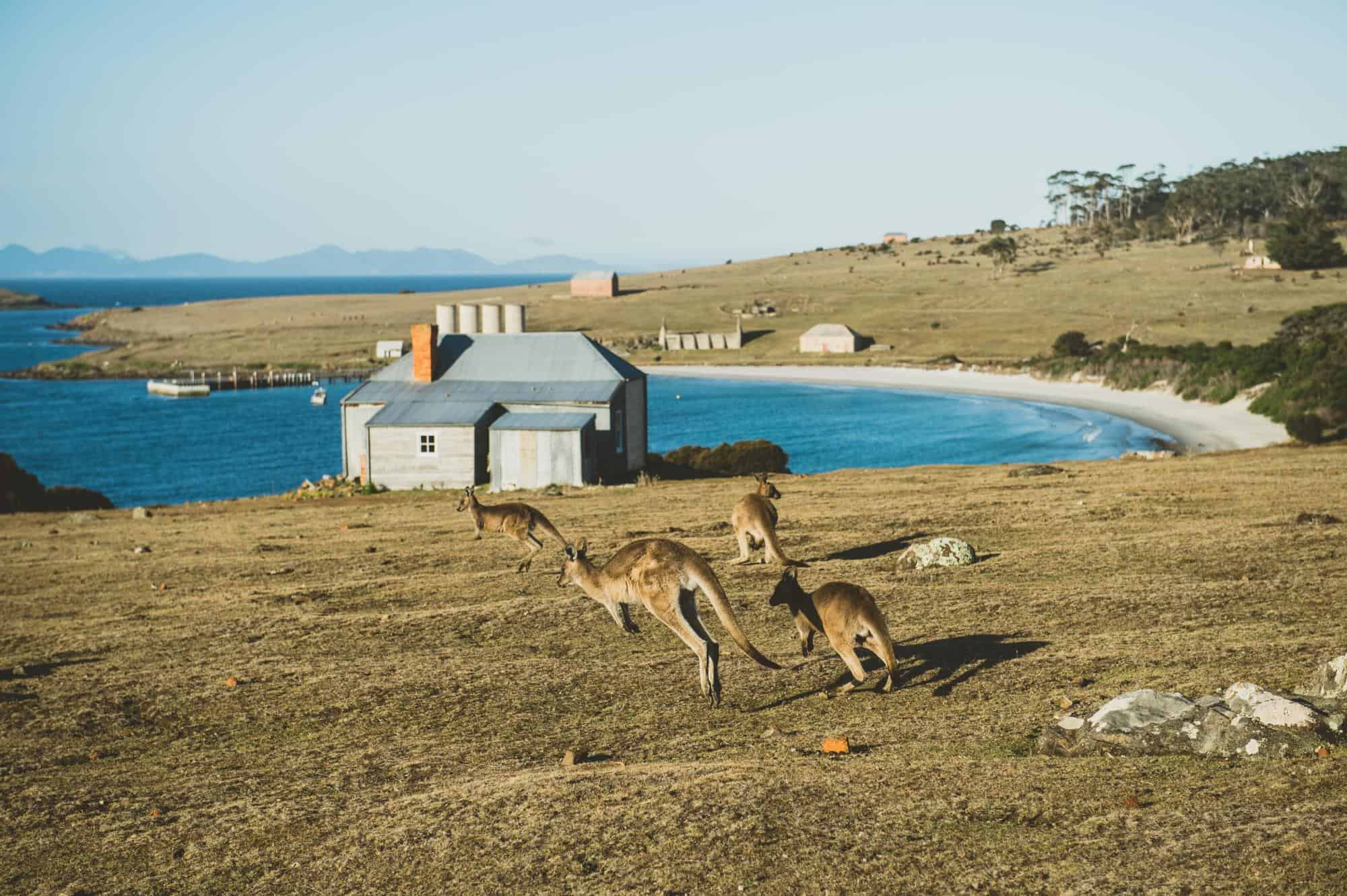 Maria Island (Image Credit: Tasmania Parks and Wildlife Service)