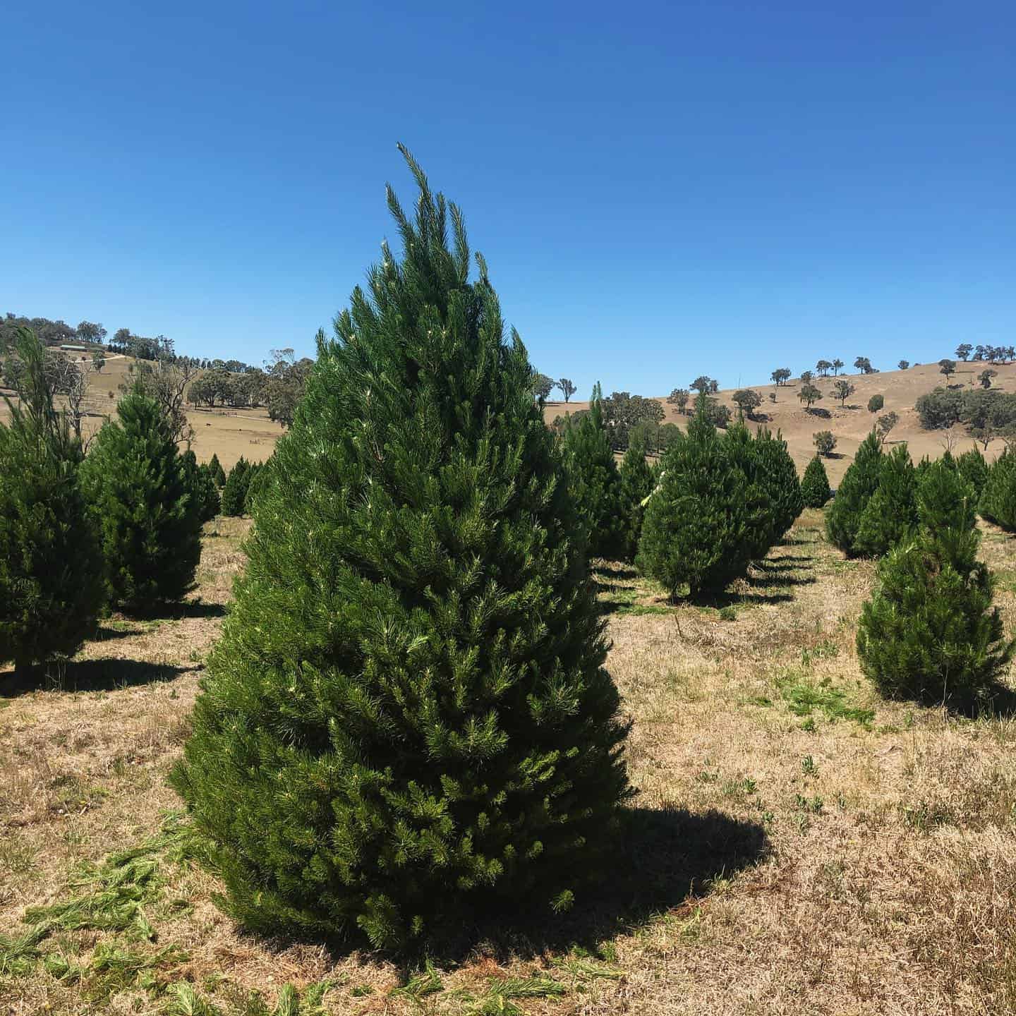 Merlino's Christmas Trees 