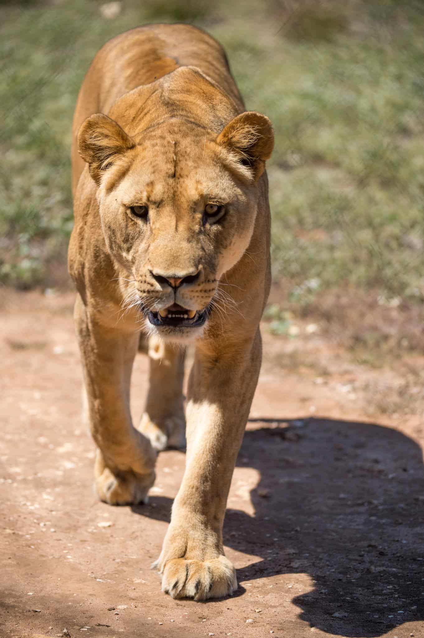 Monarto Safari