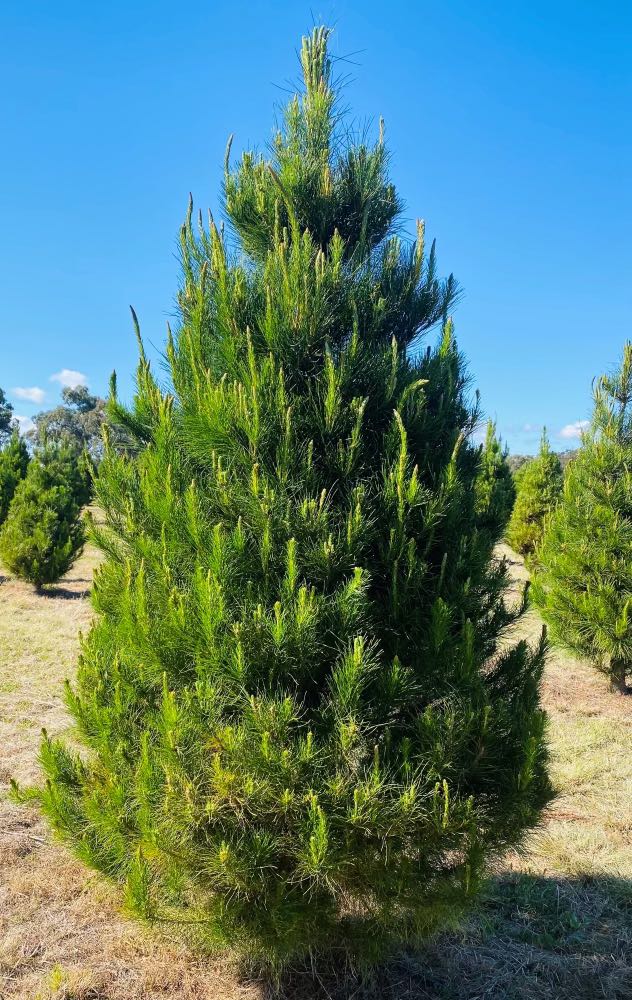 Noosa Christmas Trees