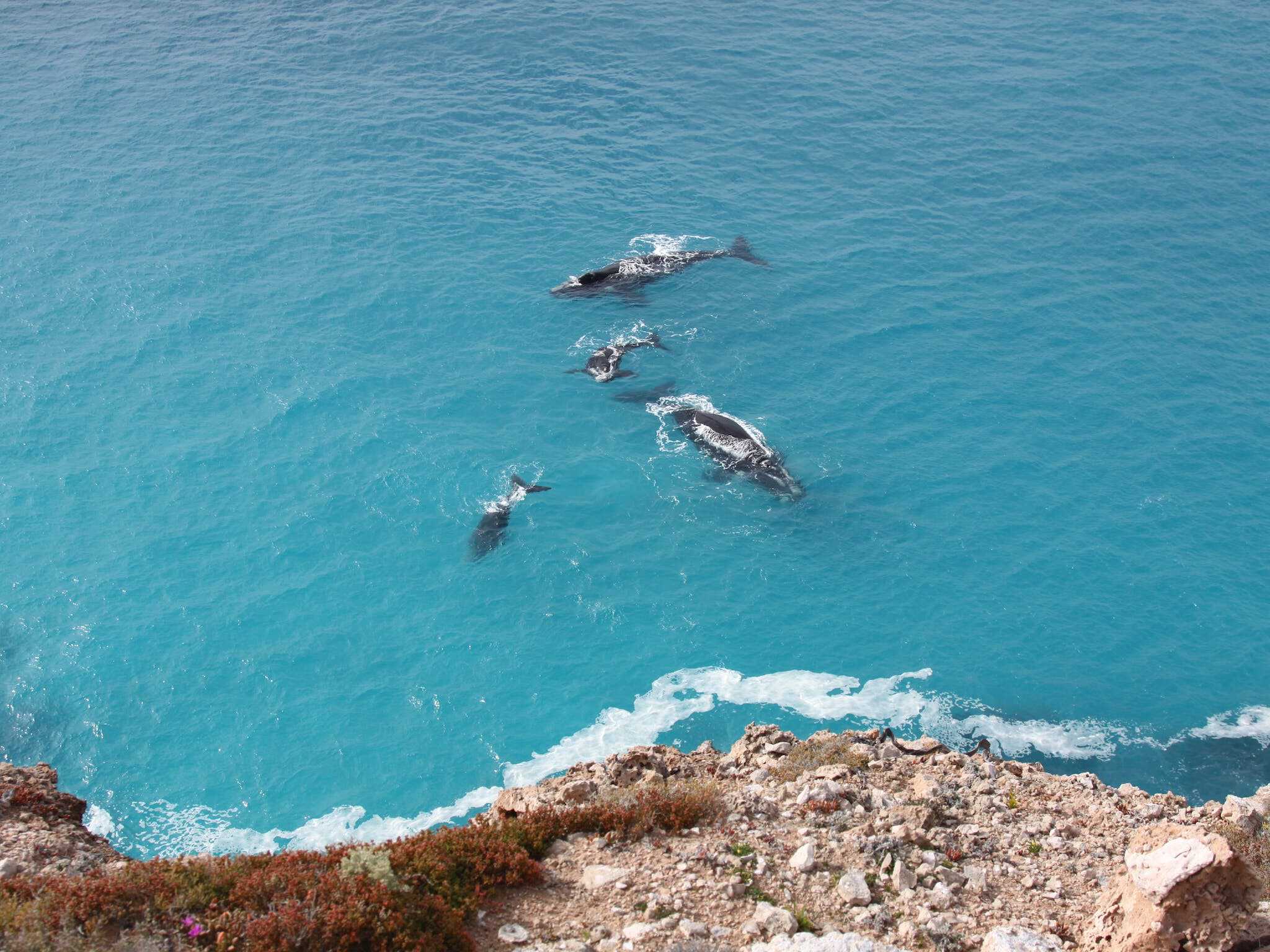 Nullarbor National Park (Image credit: Eyre Peninsula)