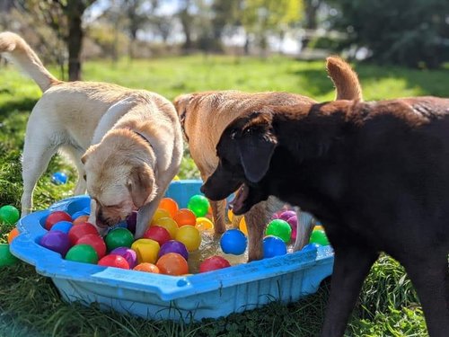 Pawtails Rural Retreat 