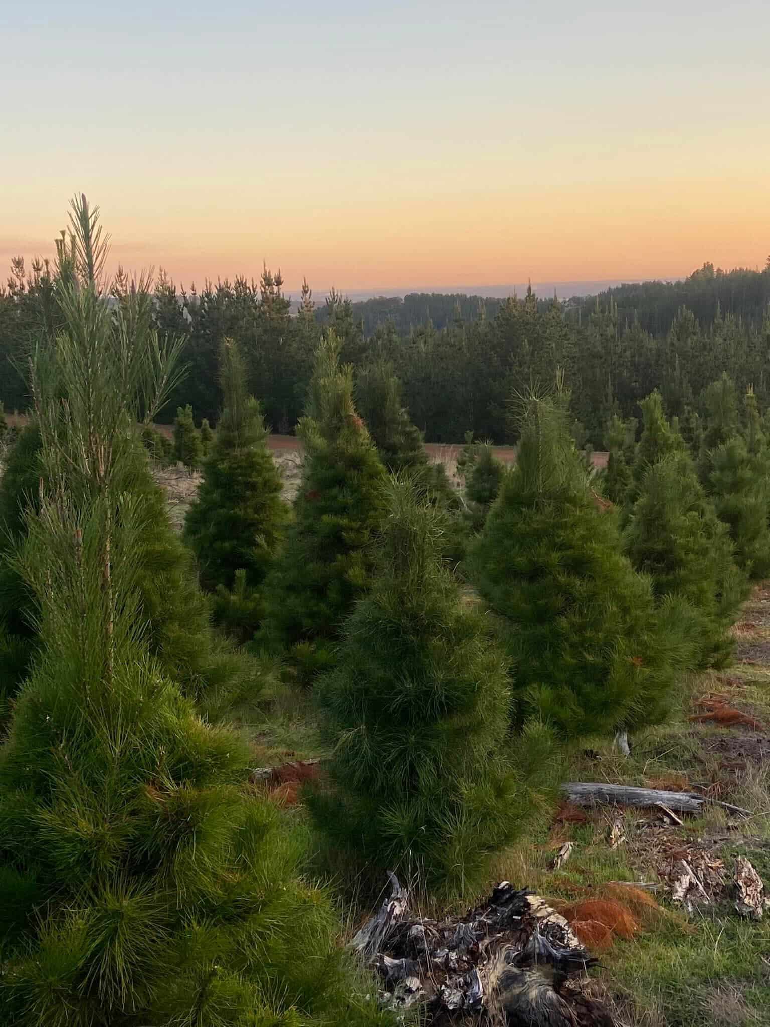 Perth Christmas Trees