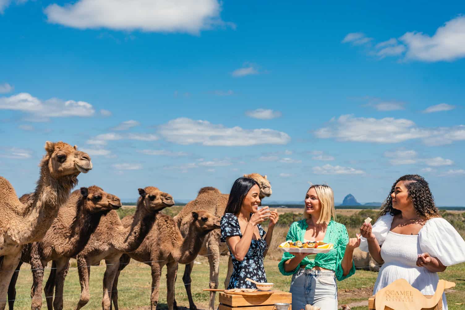 QCamel (Photo credit: Visit Sunshine Coast)