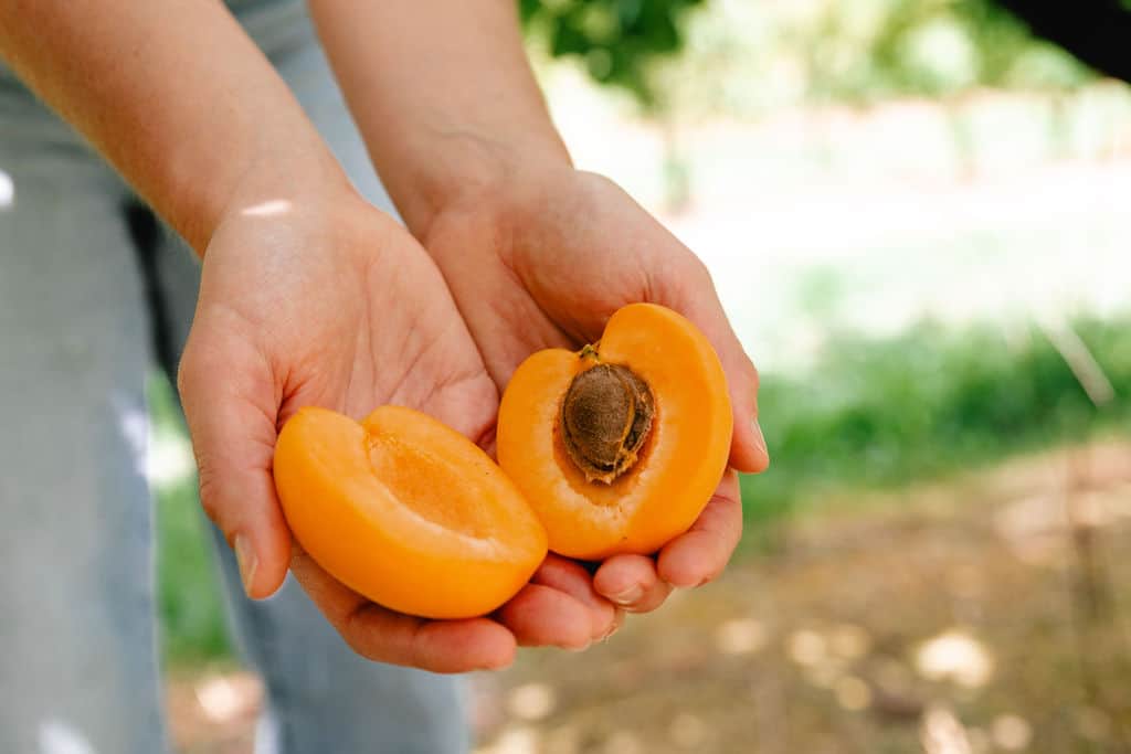 Rayner's Orchard 