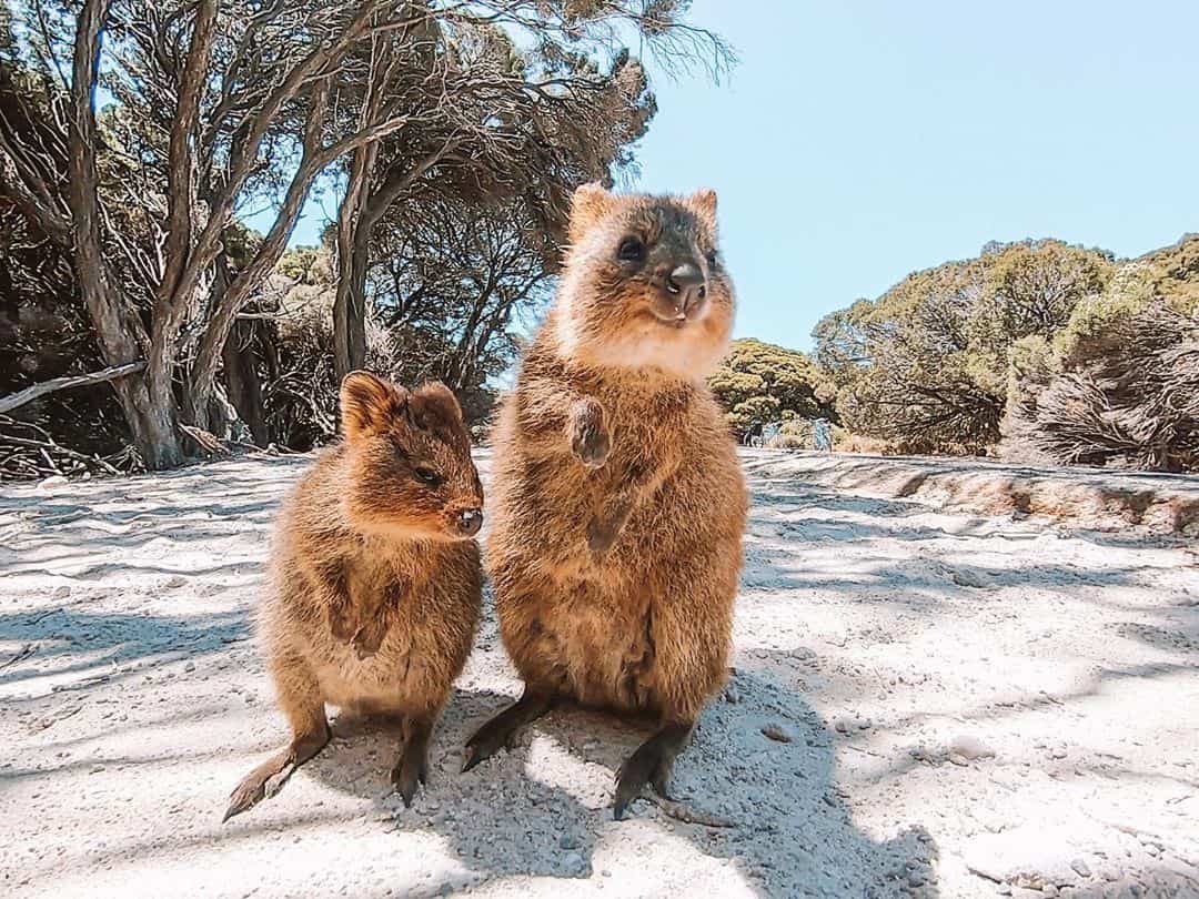 Quokkas on Rottnest Island (Image Credit: IG @eitacroche)