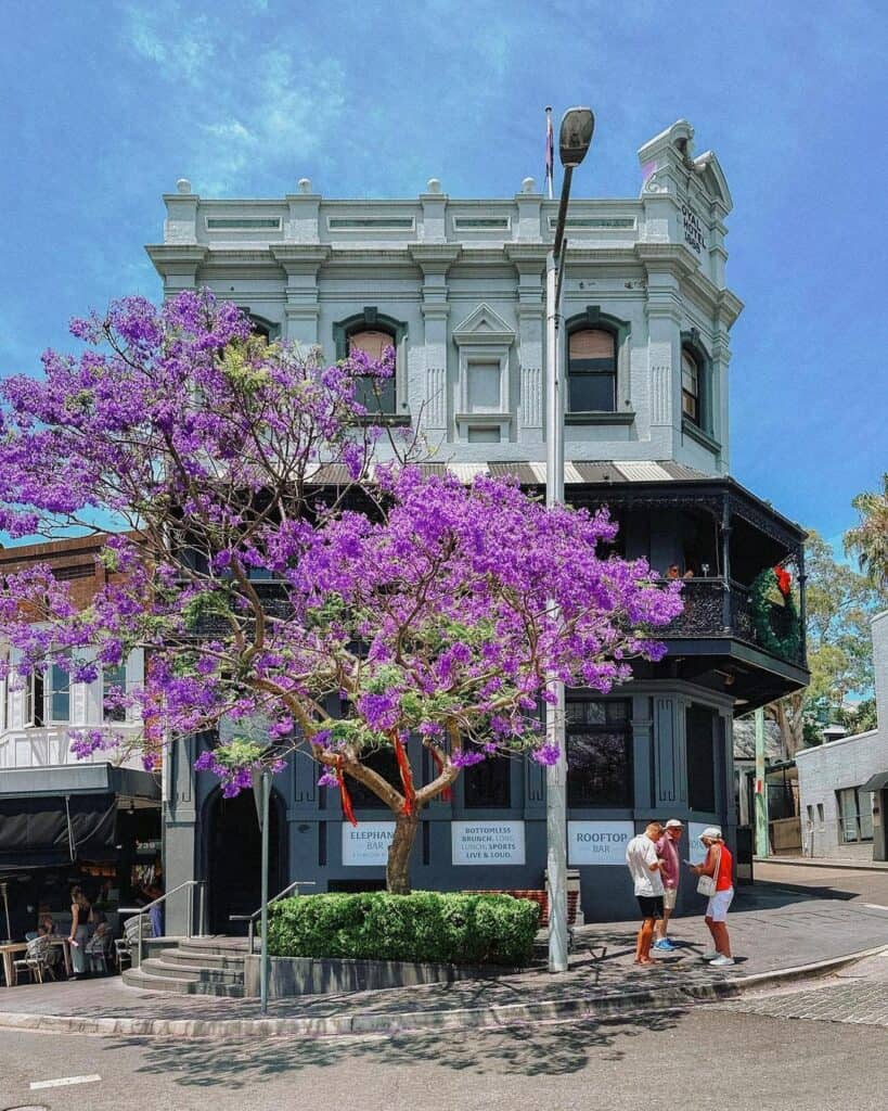 A large Jacaranda tree frames a terrace building.