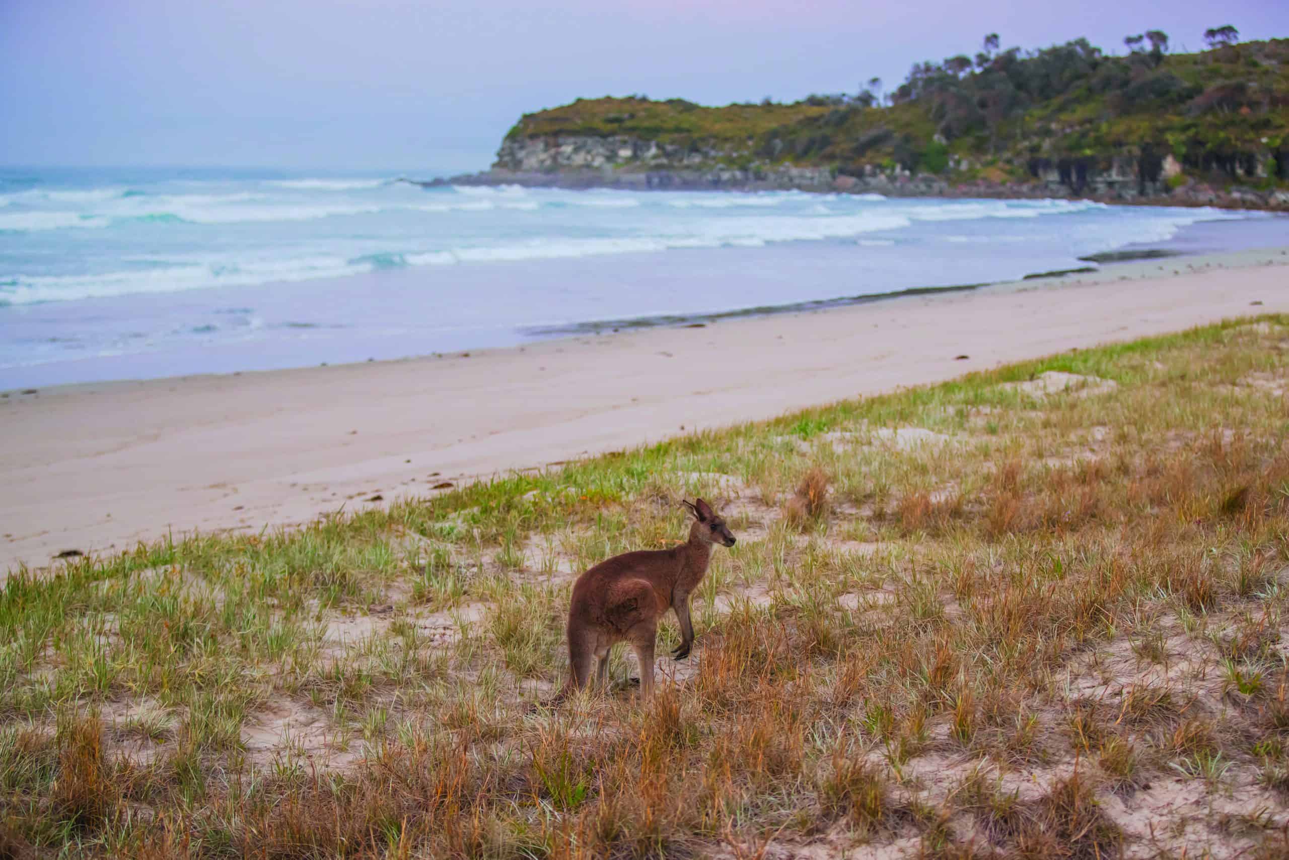 Hyams Beach 