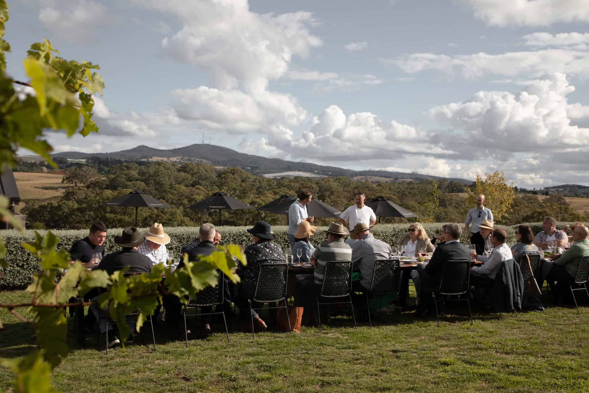 Swinging Bridge Wines