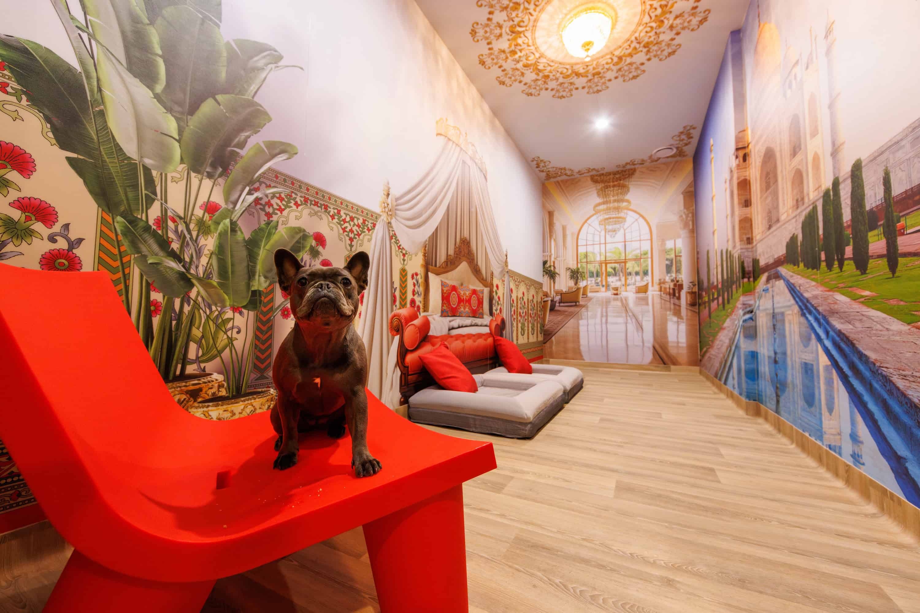 The Taj Mahal Room at Pet Resorts Australia - Port Melbourne