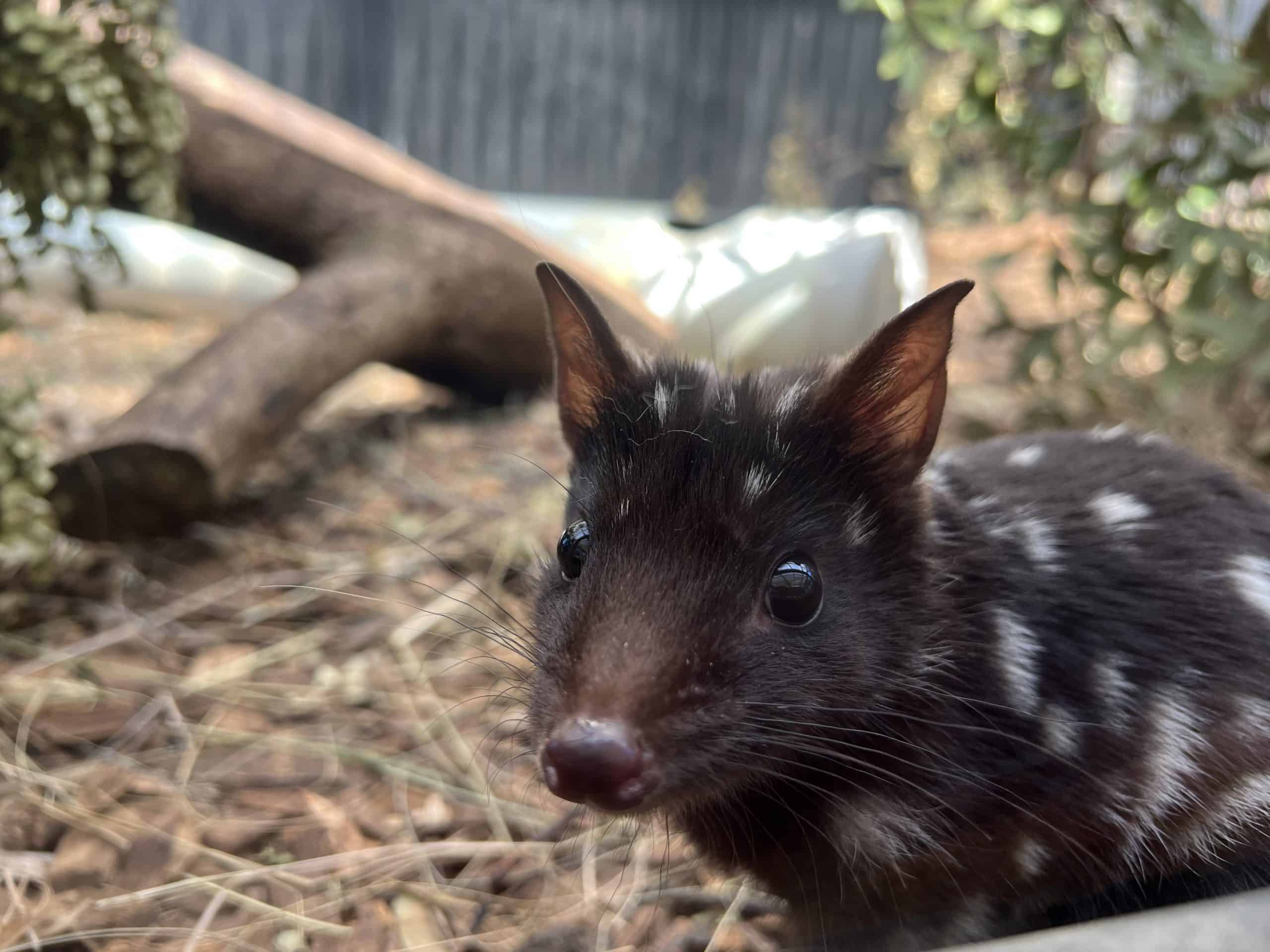 Tasmanian Devil (Image Credit: Devils @ Cradle)