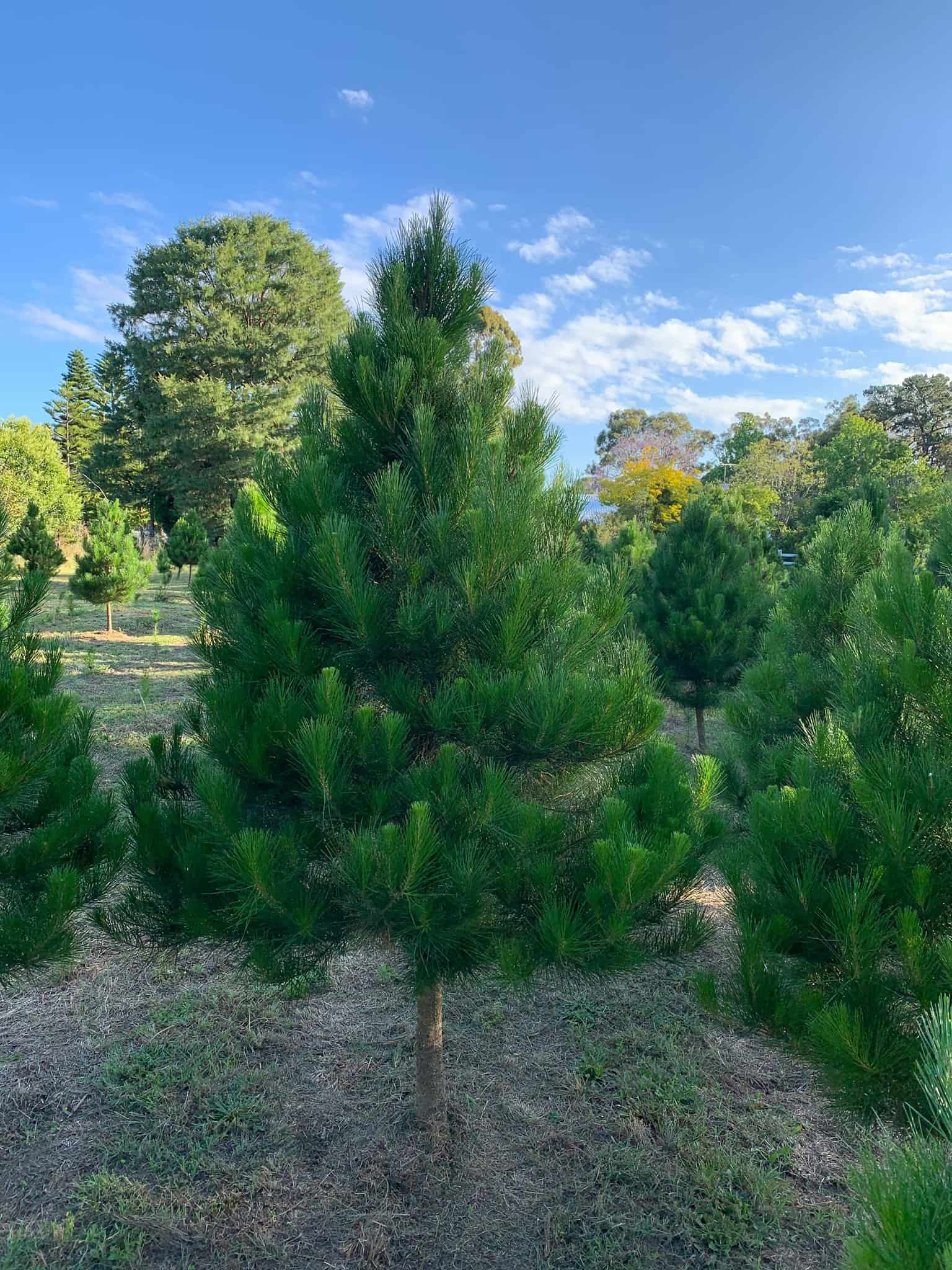 Tomalong Christmas Tree Farm