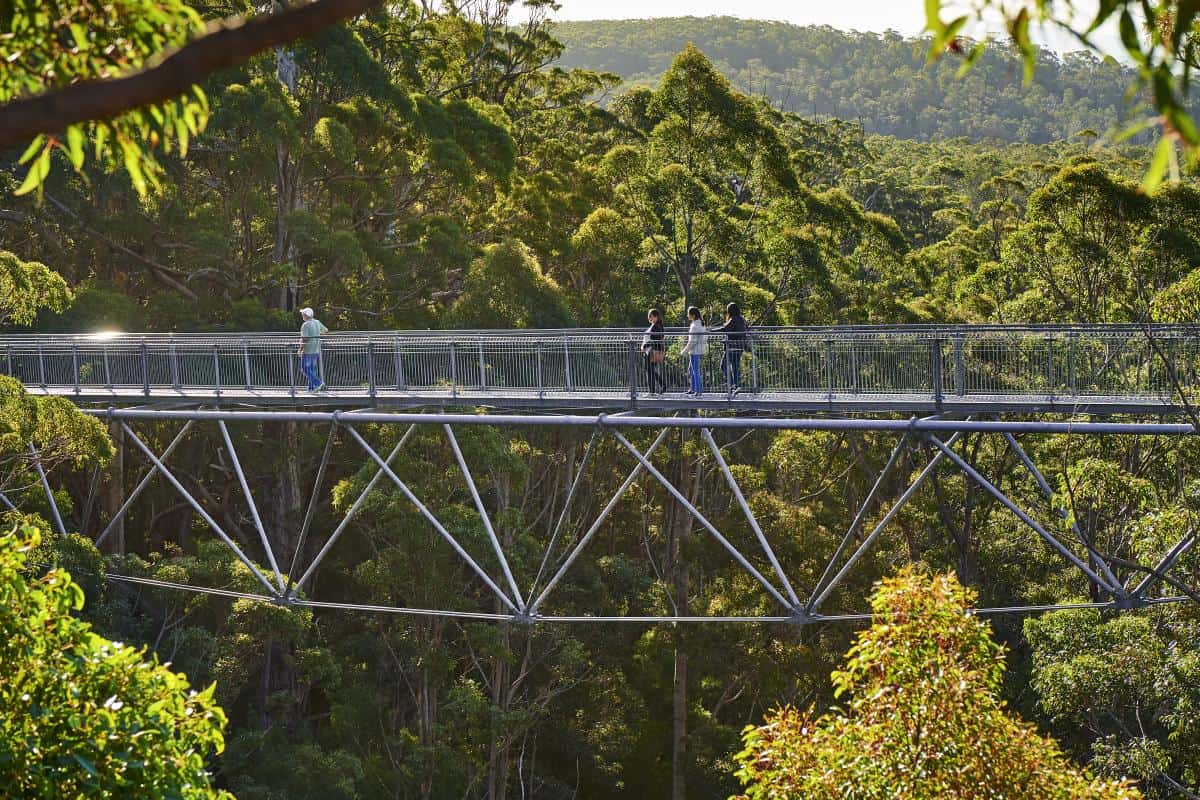 Valley of the Giants (Image Credit: Explore Parks WA)