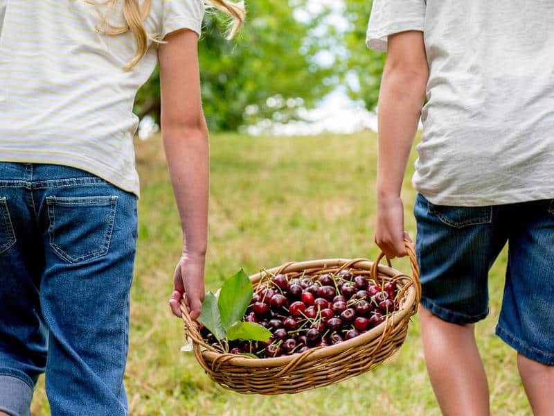 Cherry Picking (Image Credit: South Australia)