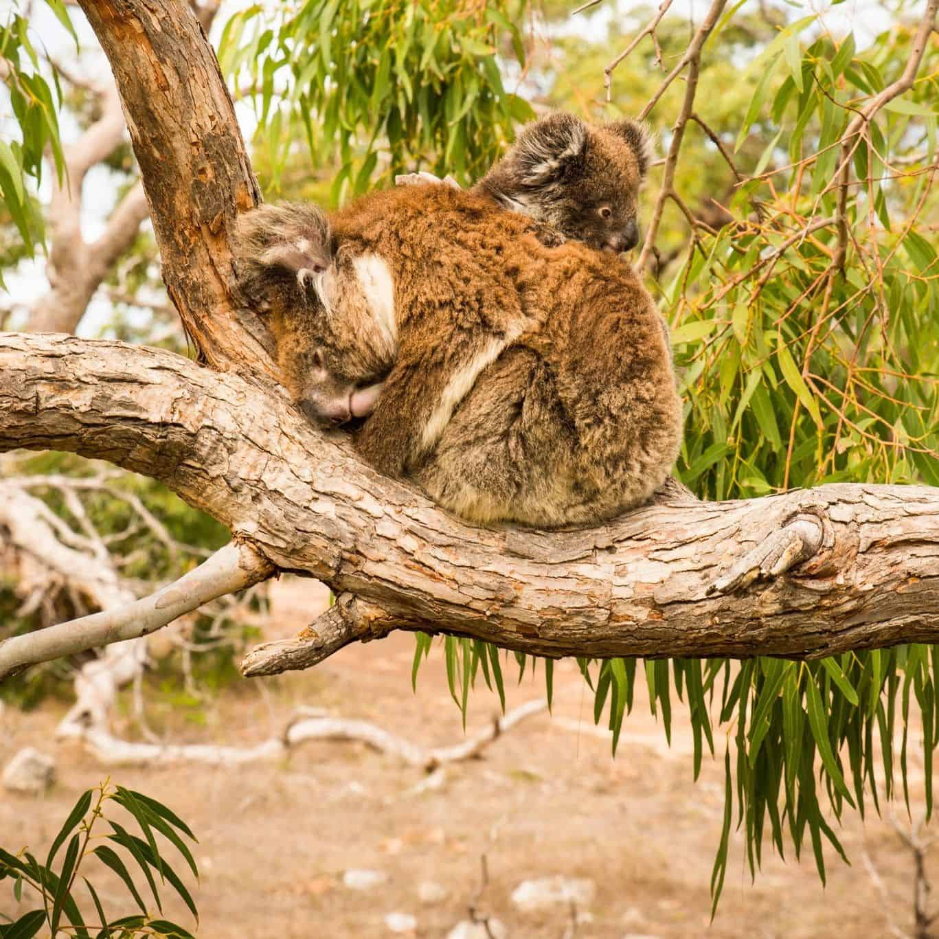 Koalas at Mikkira Station (Image Credit: Untamed Escapes)