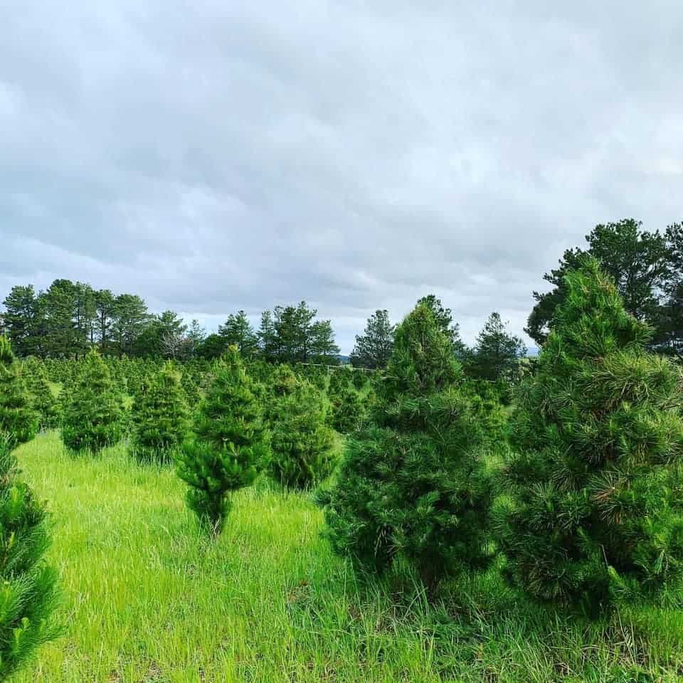 Wallaroo Christmas Trees