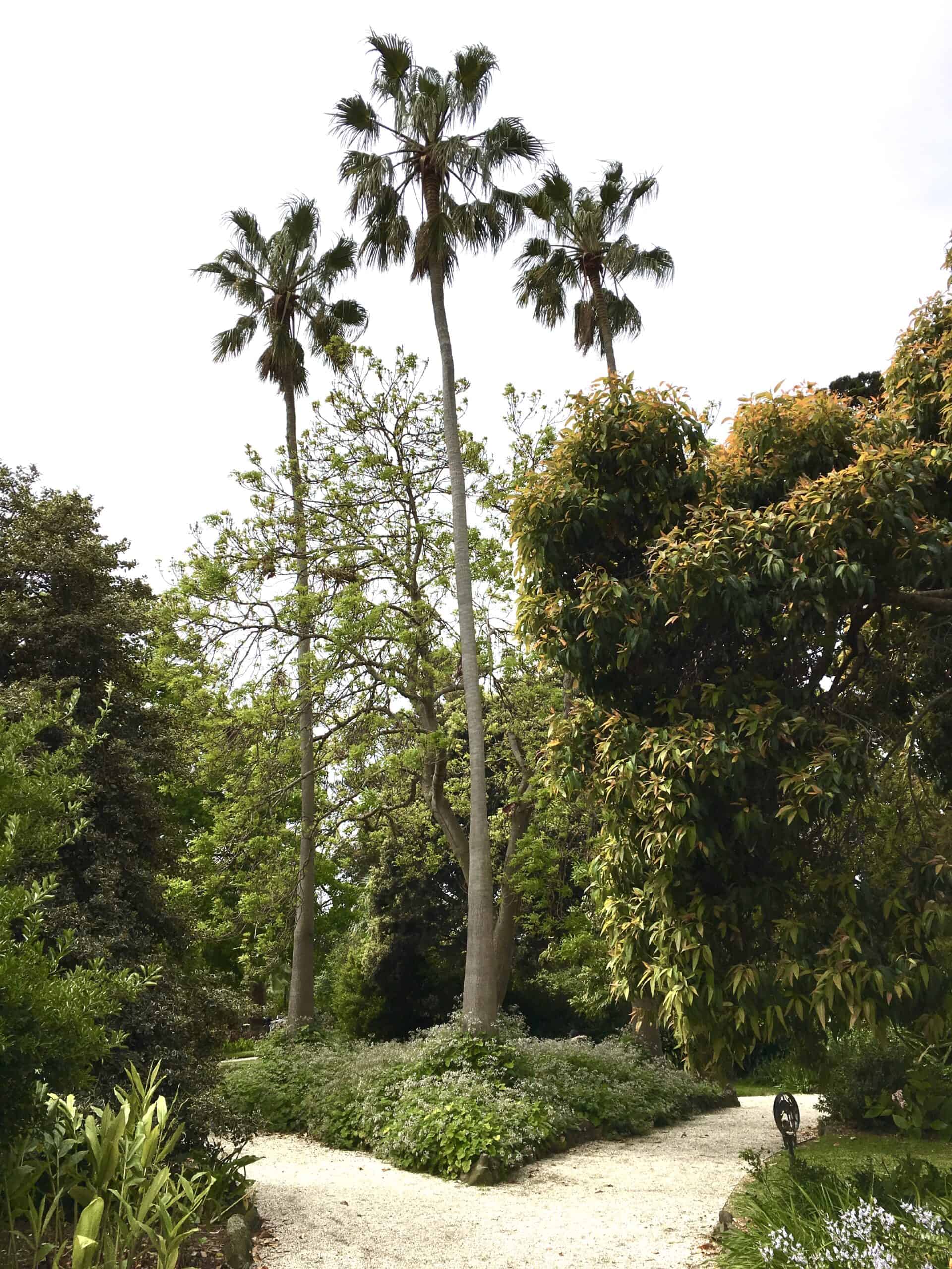 Williamstown Botanic Gardens (Image Credit: Kelsey Harrington)