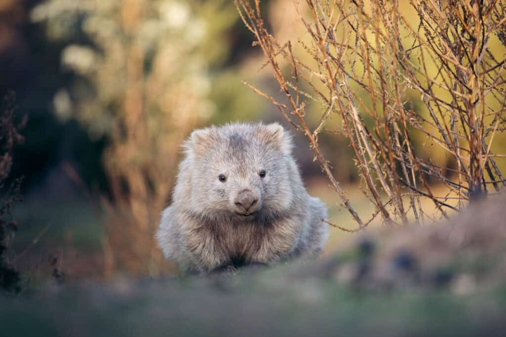 Maria Island Wombat (Image Credit: Tourism Tasmania)