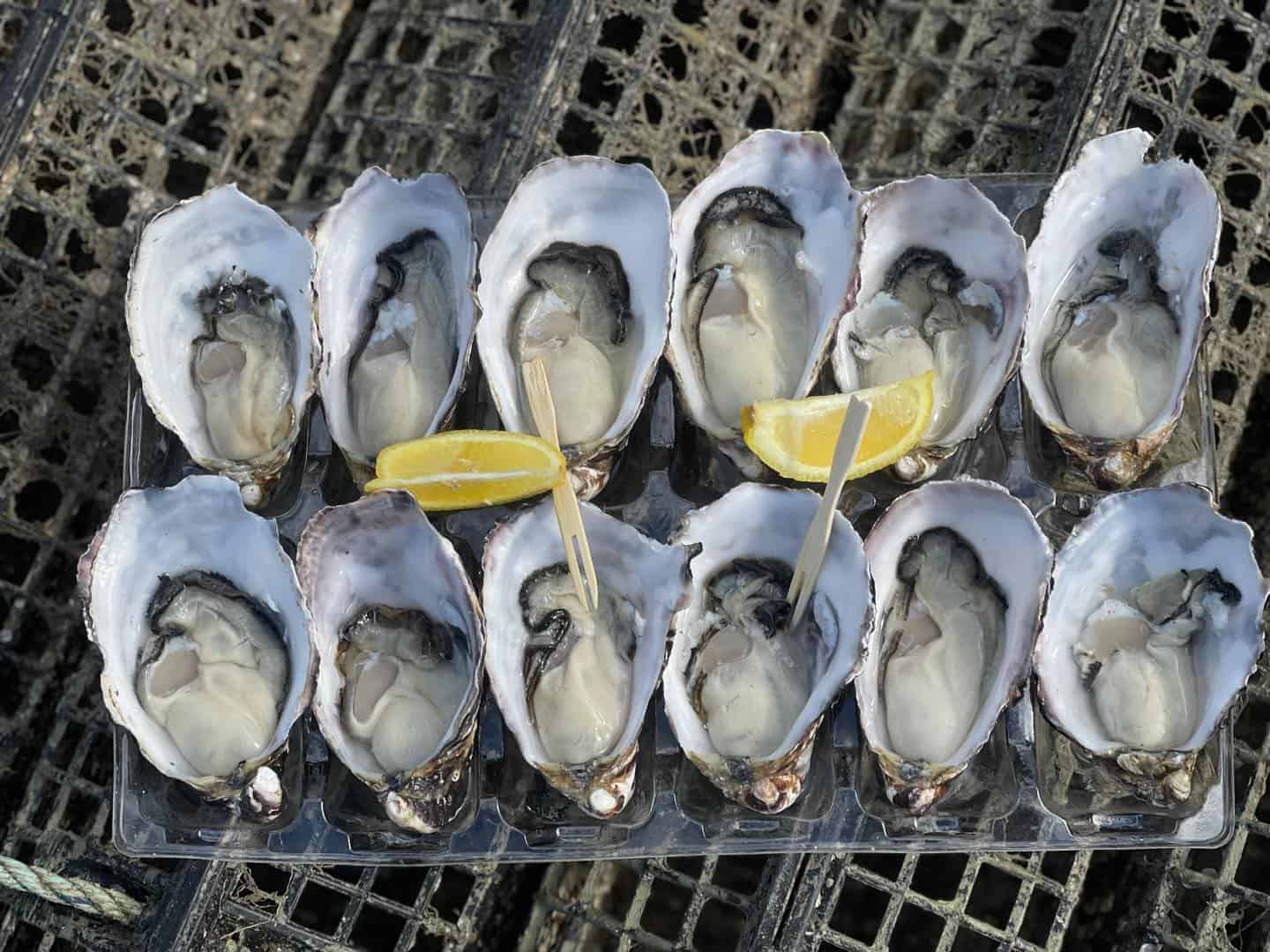 Blue Lagoon Oysters 