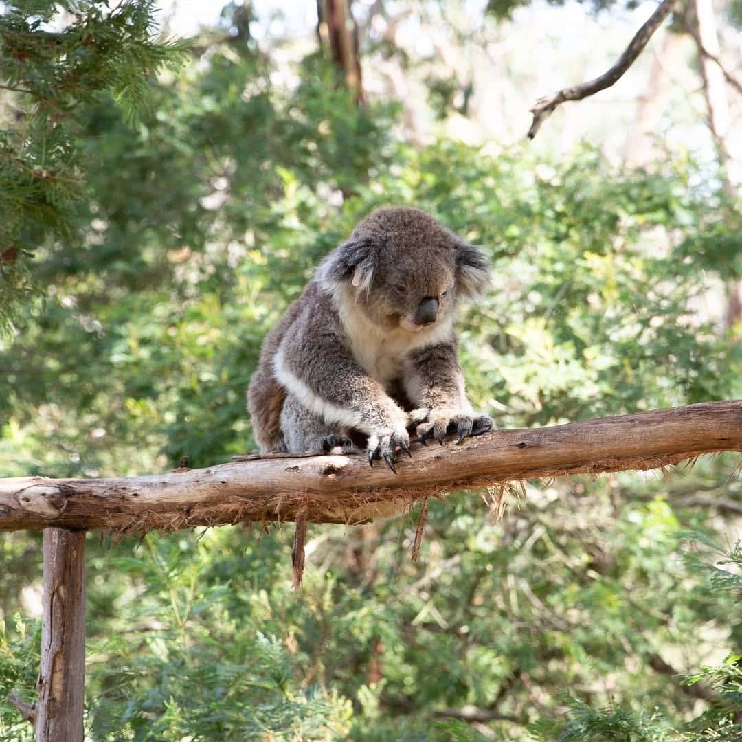 koala conservation reserve phillip island