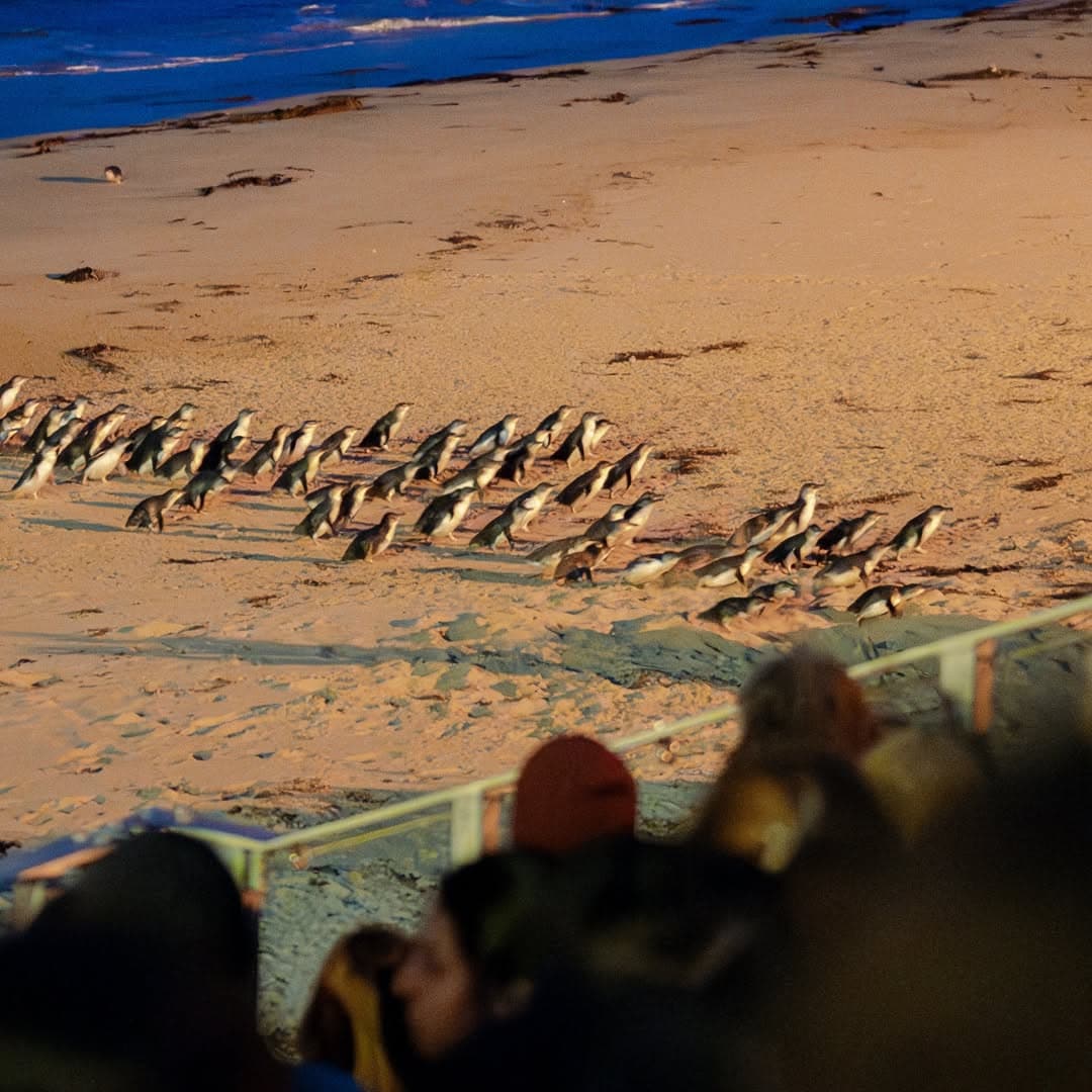 best things to do phillip island penguin parade
