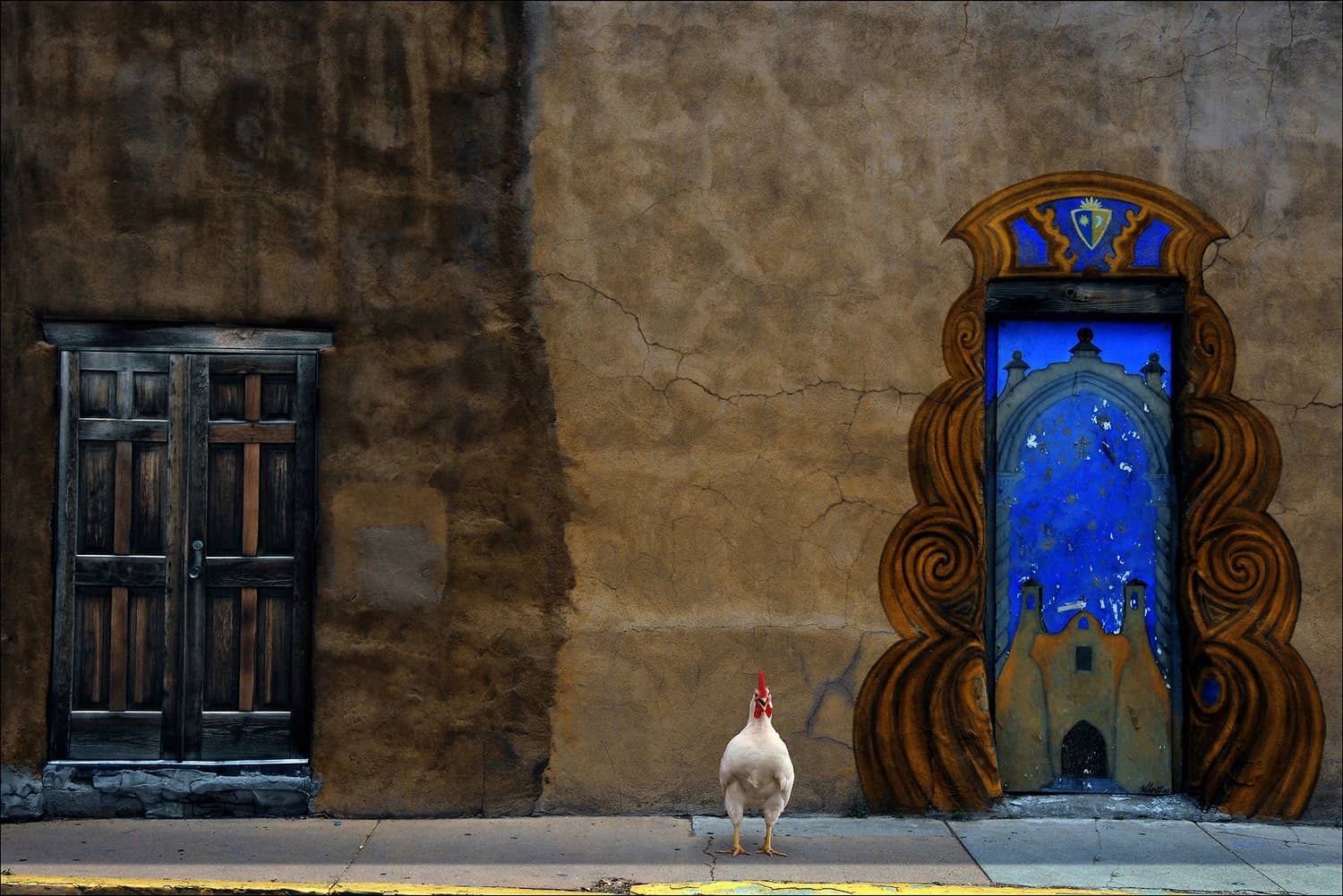 A Chicken in Sante Fe New Mexico about to cross the road (reason unknown).