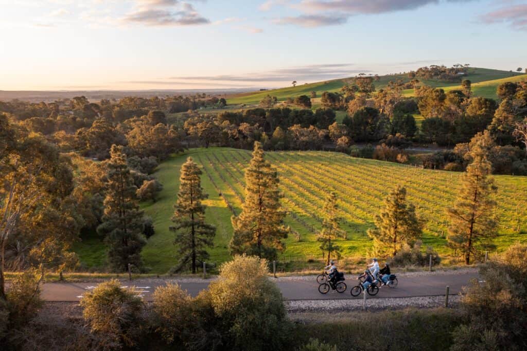 bike riding through barossa valley south australia