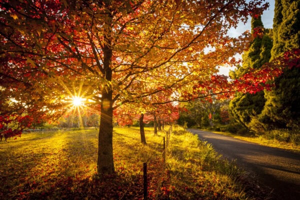 Where to See the Most Gorgeous Autumn Leaves in Australia | Sitchu