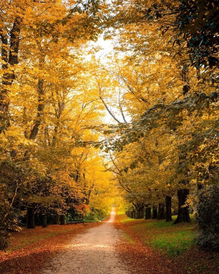 Where to See the Most Gorgeous Autumn Leaves in Australia | Sitchu