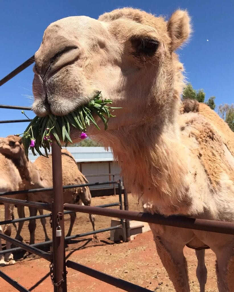 Camel munching on flowers at Uluru Camel Tours