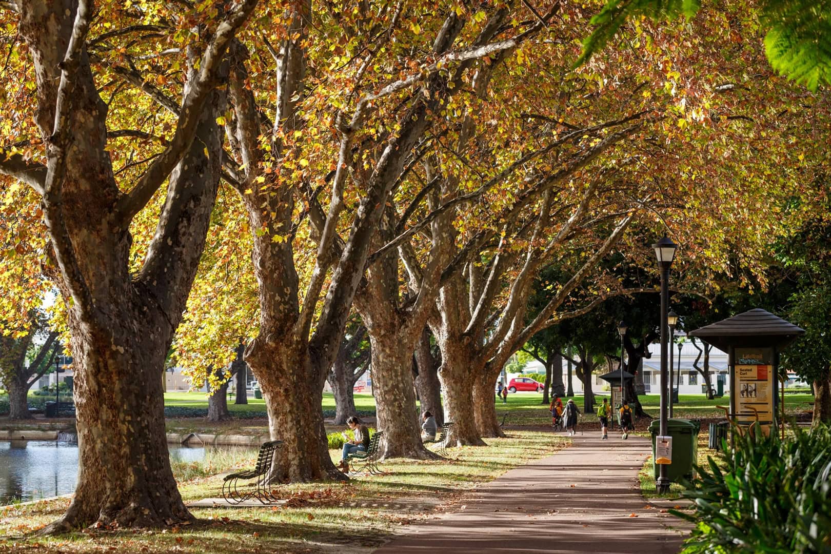 Where to See the Most Gorgeous Autumn Leaves in Australia | Sitchu