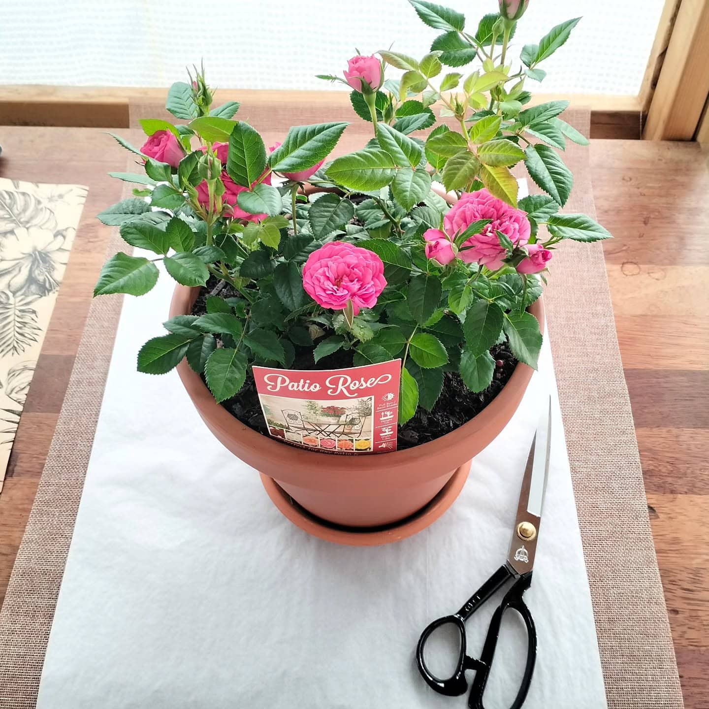 plants for friends perth same day gift delivery perth