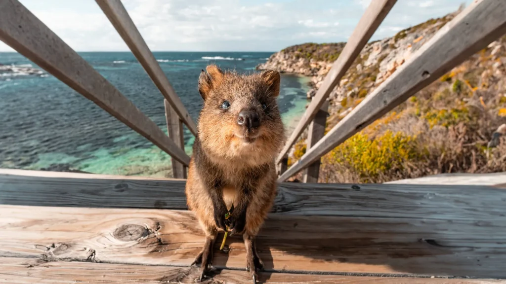 Quokkas Sydney Zoo