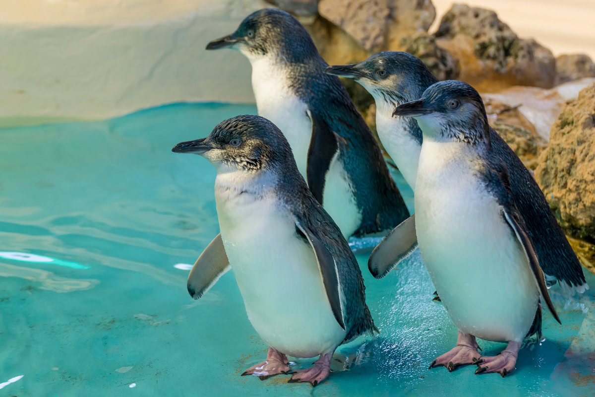 penguins shutterstock
